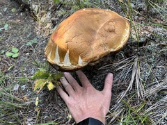 Boletus edulis