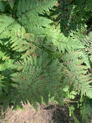 Pteridium aquilinum latiusculum