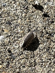 Porcellio spinicornis