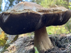 Boletus edulis