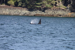 Orcinus orca