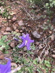 Solanum houstonii