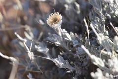 Anemocarpa saxatilis