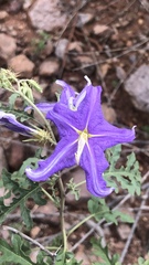 Solanum houstonii
