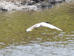 Threskiornis aethiopicus