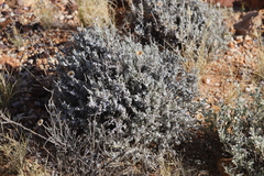 Anemocarpa saxatilis