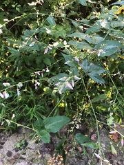 Desmodieae