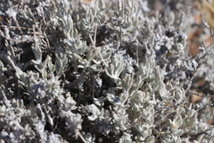 Anemocarpa saxatilis