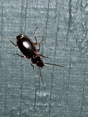 Cymindis limbata