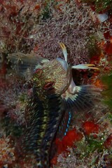 Parablennius pilicornis