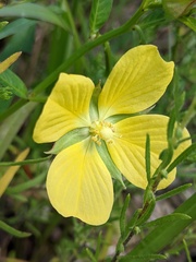 Ludwigia