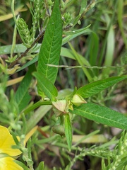Ludwigia