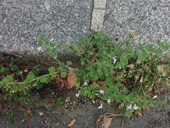 Clinopodium nepeta