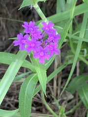 Verbena rigida