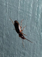 Cymindis limbata