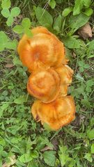 Omphalotus illudens
