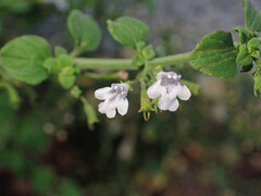 Clinopodium nepeta