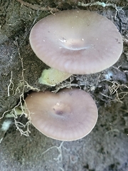 Pseudoclitocybe cyathiformis