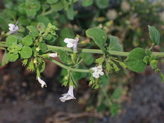 Clinopodium nepeta