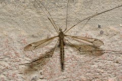 Yamatotipula