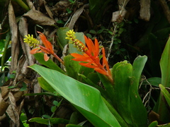 Aechmea nudicaulis