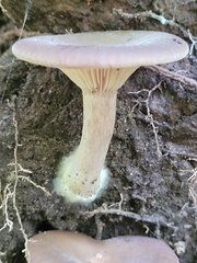Pseudoclitocybe cyathiformis