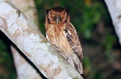 Megascops watsonii usta