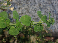 Clinopodium nepeta