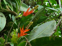 Aechmea nudicaulis