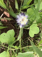 Passiflora foetida