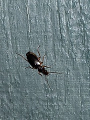 Cymindis limbata