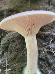 Pseudoclitocybe cyathiformis