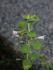 Clinopodium nepeta