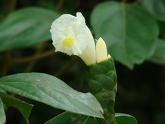 Costus