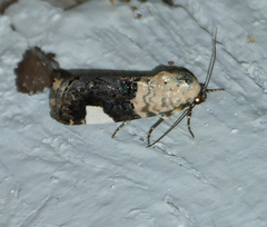 Tarache areloides