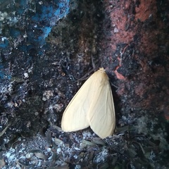 Pareuchaetes insulata