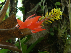 Aechmea nudicaulis