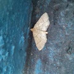 Hypsopygia nostralis