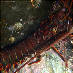 Panulirus interruptus