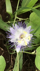 Passiflora foetida