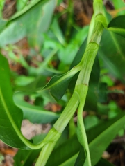 Persicaria glabra