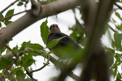 Euphagus cyanocephalus