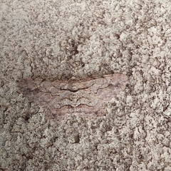 Iridopsis defectaria