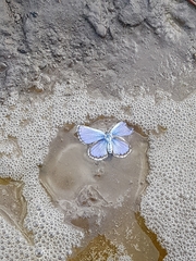 Plebejus idas