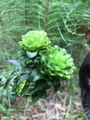 Procecidochares atra