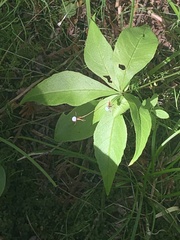 Lysimachia borealis