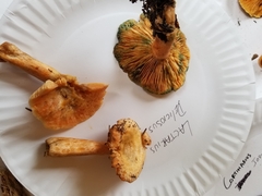 Lactarius deliciosus
