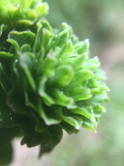 Procecidochares atra