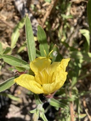 Oenothera elata