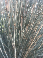 Equisetum hyemale